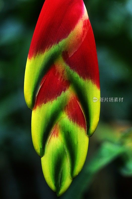 Heliconia rostrata也被称为挂龙虾爪或假天堂鸟兰花。